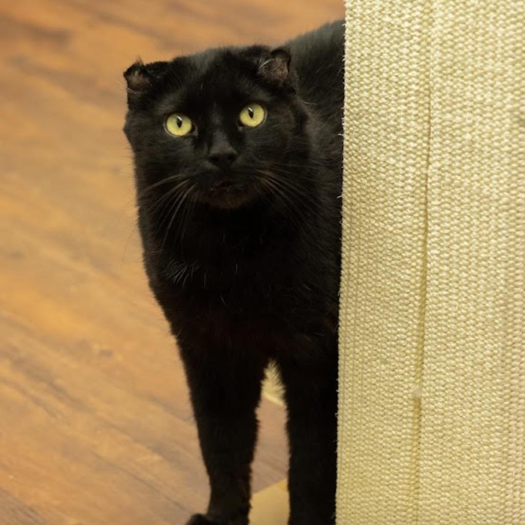 Enlarge Baby Boy, a Adoptable Domestic Short Hair in Mount Laurel, NJ image 4/6