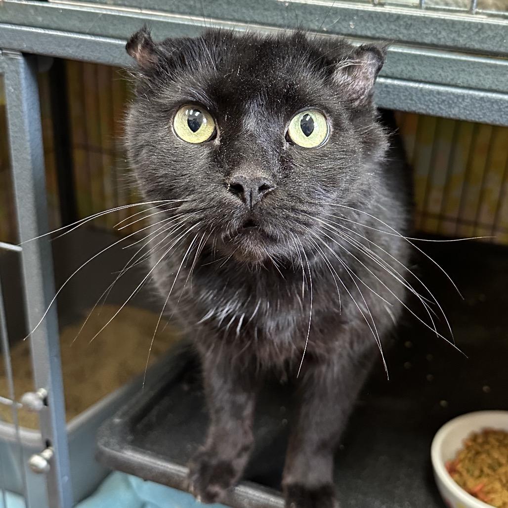 Enlarge Baby Boy, a Adoptable Domestic Short Hair in Mount Laurel, NJ image 5/6