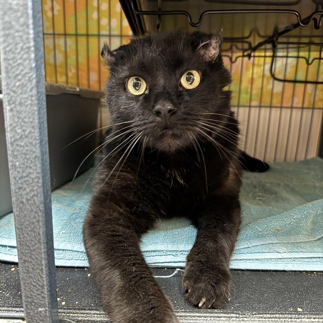 Enlarge Baby Boy, a Adoptable Domestic Short Hair in Mount Laurel, NJ image 6/6
