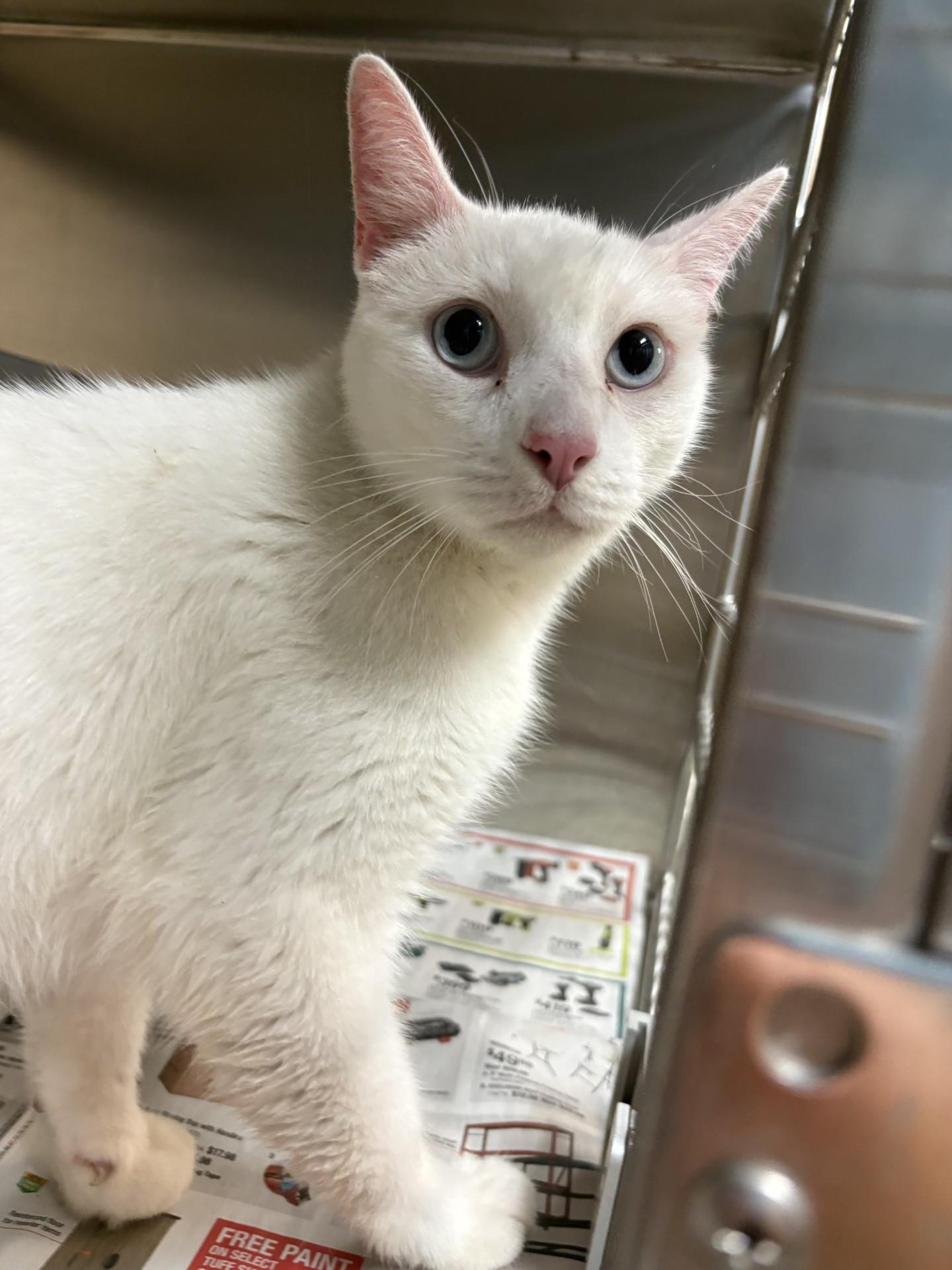 26-0563 "Dale", Adoptable, Adult Male Domestic Short Hair.