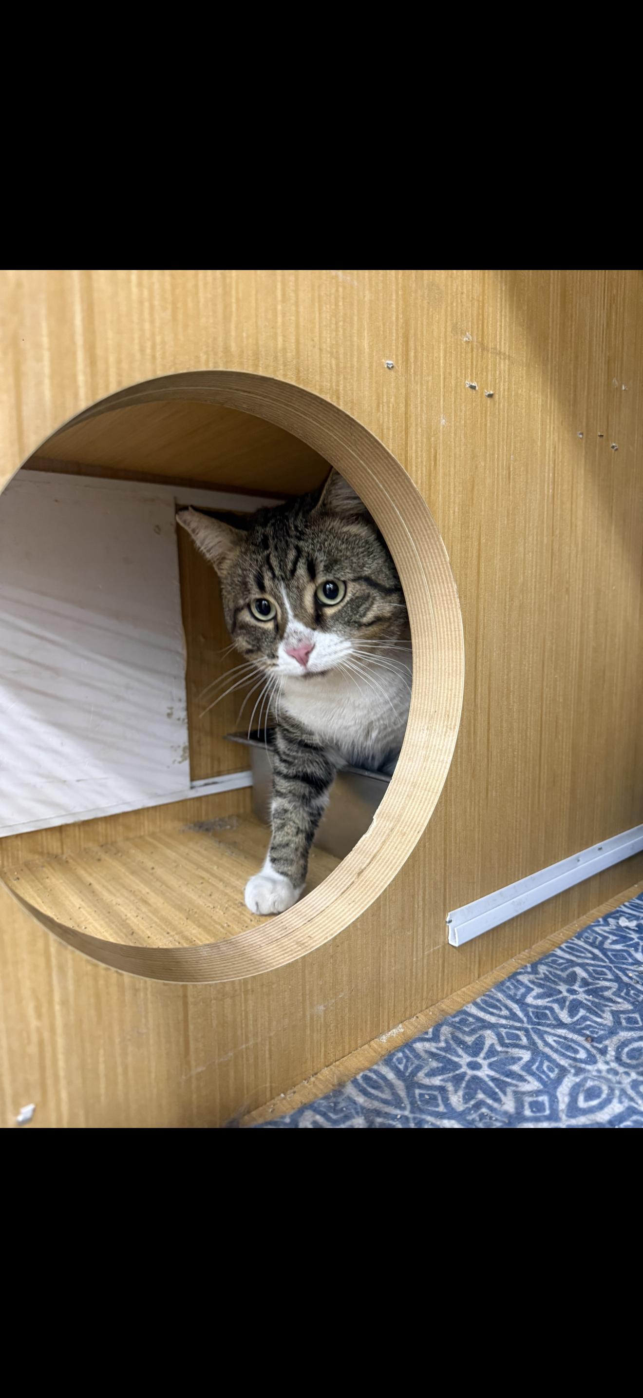 Household Observer, ADOPTABLE, Adult Male Tabby.