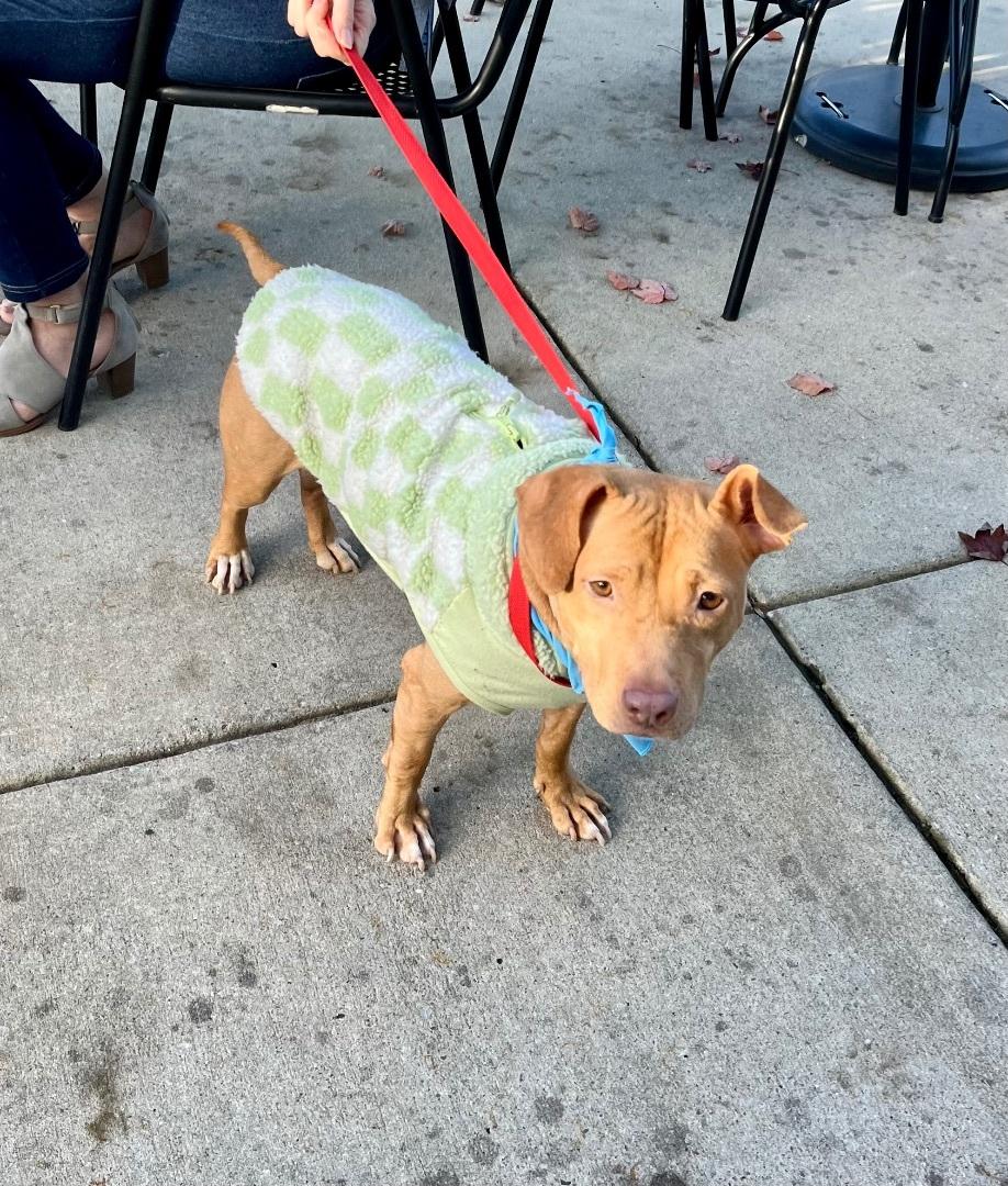 Boo Pup, a Adoptable Terrier in Southington, CT image 2/6