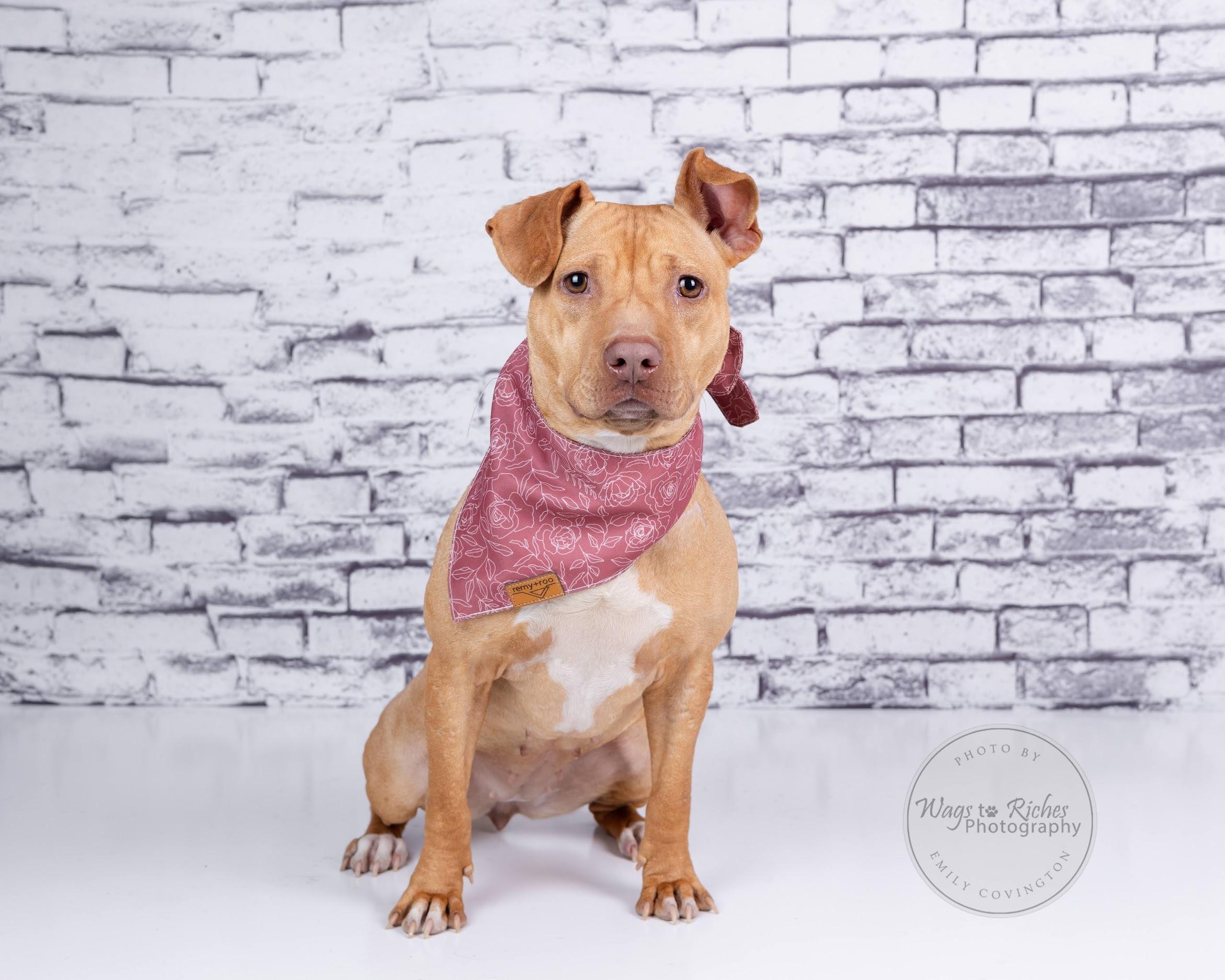 Boo Pup, a Adoptable Terrier in Southington, CT image 6/6