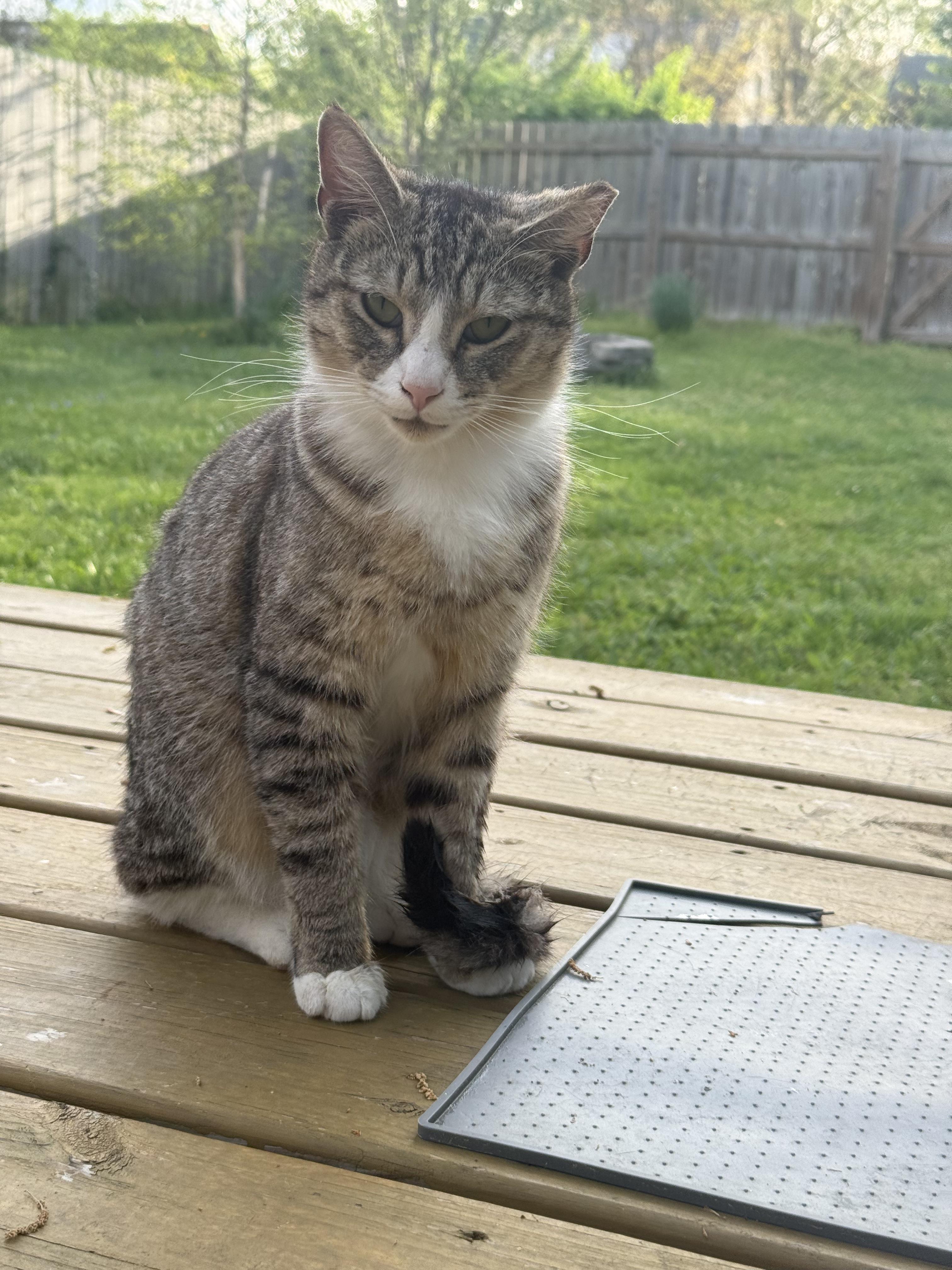 Enlarge Pompey , a ADOPTABLE Tabby in Richmond, VA image 1/1