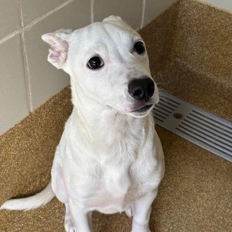 Lilly, Adoptable, Young Female Terrier & Mixed Breed.