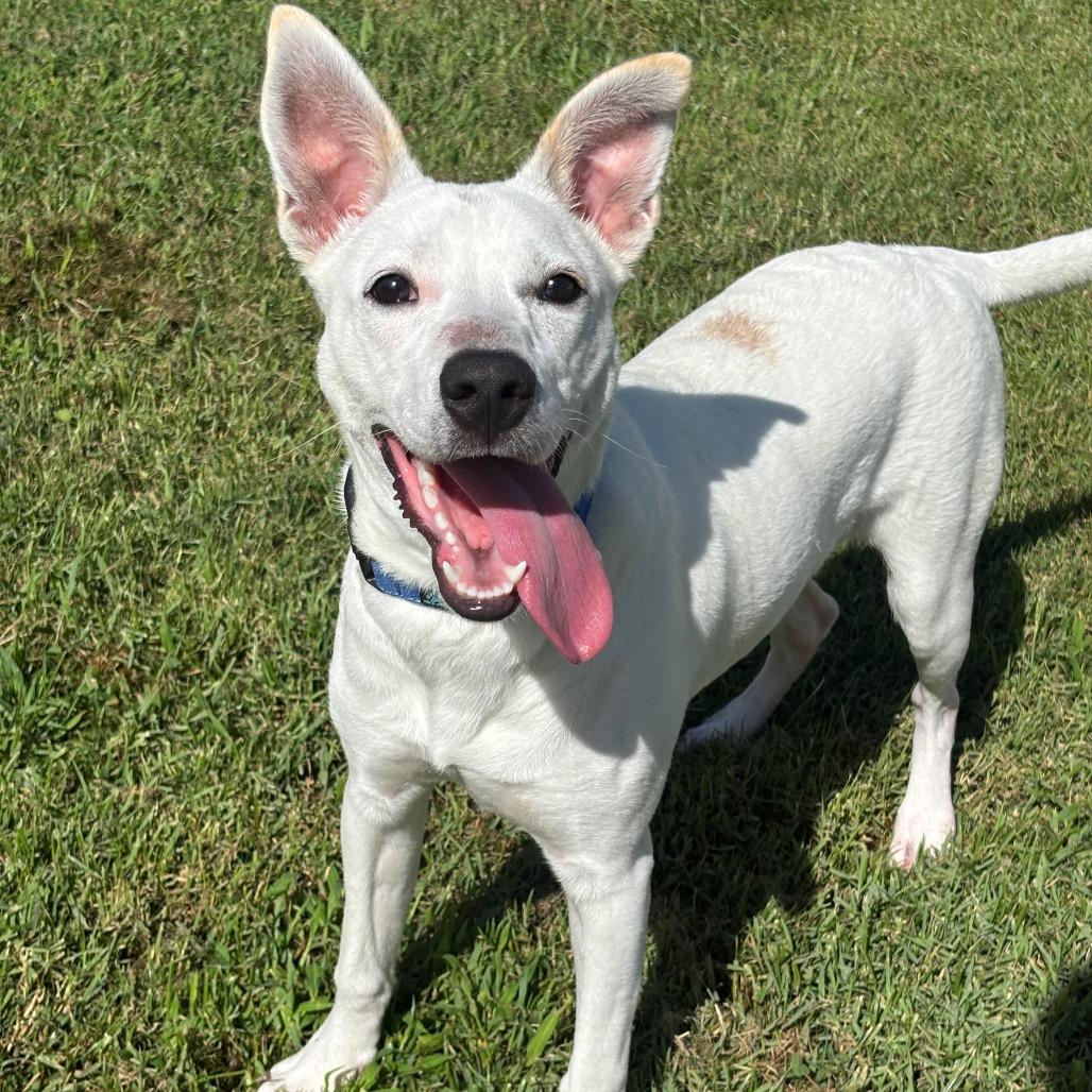 Enlarge Lilly, a Adoptable mixed breed in League City, TX image 2/6