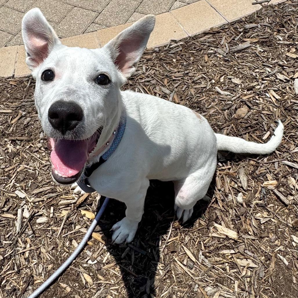 Enlarge Lilly, a Adoptable mixed breed in League City, TX image 6/6