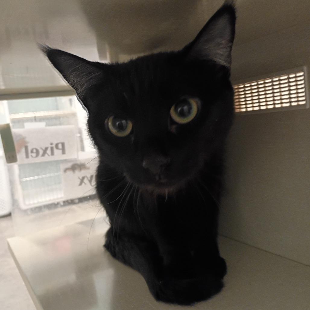 Enlarge Onyx, a Adoptable Domestic Short Hair in Show Low, AZ image 1/1