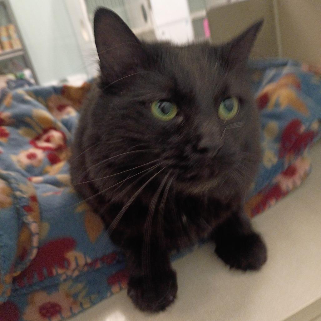onyx, Adoptable, Young Female Domestic Medium Hair.