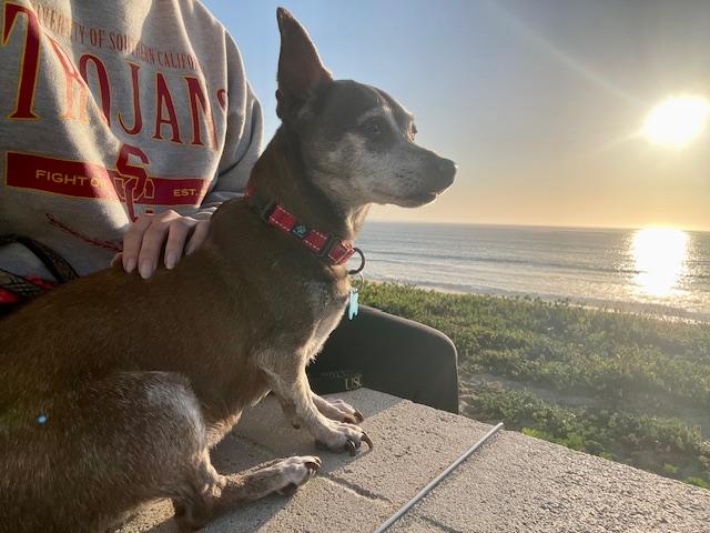 Kobe, a Adoptable mixed breed in Marina Del Rey, CA image 3/6