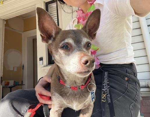 Kobe, Adoptable, Senior Male Chihuahua.