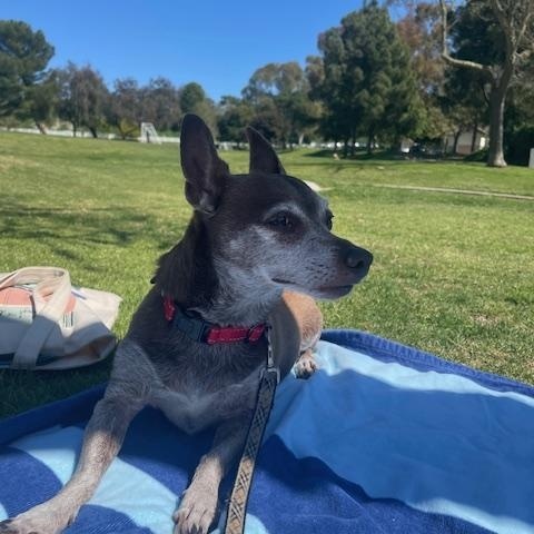 Kobe, a Adoptable mixed breed in Marina Del Rey, CA image 4/6