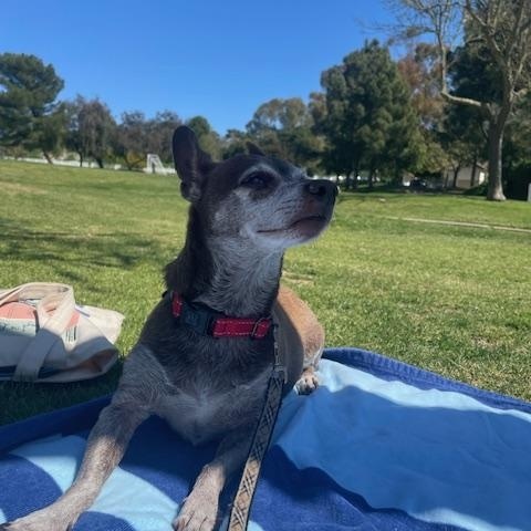 Kobe, a Adoptable mixed breed in Marina Del Rey, CA image 5/6