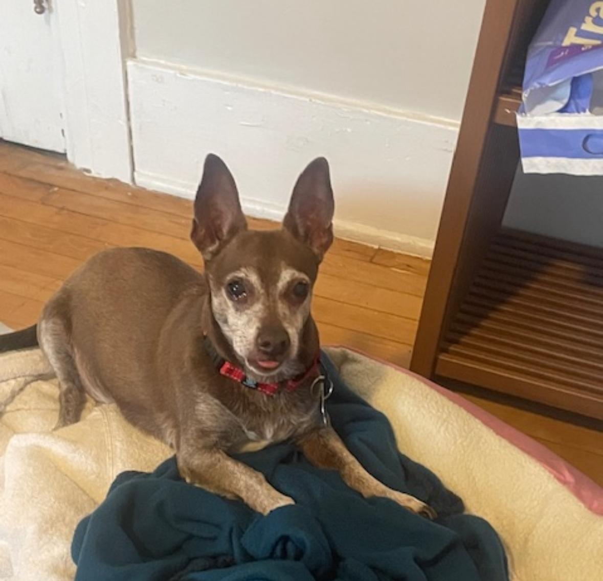 Kobe, a Adoptable mixed breed in Marina Del Rey, CA image 6/6