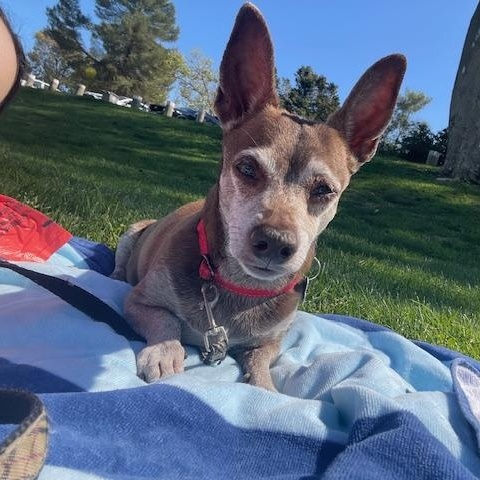 Kobe, a Adoptable mixed breed in Marina Del Rey, CA image 2/6