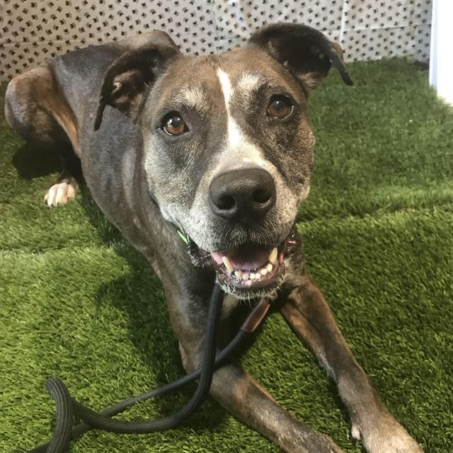 ASTRID*, Adoptable, Senior Female Pit Bull Terrier & Mixed Breed.