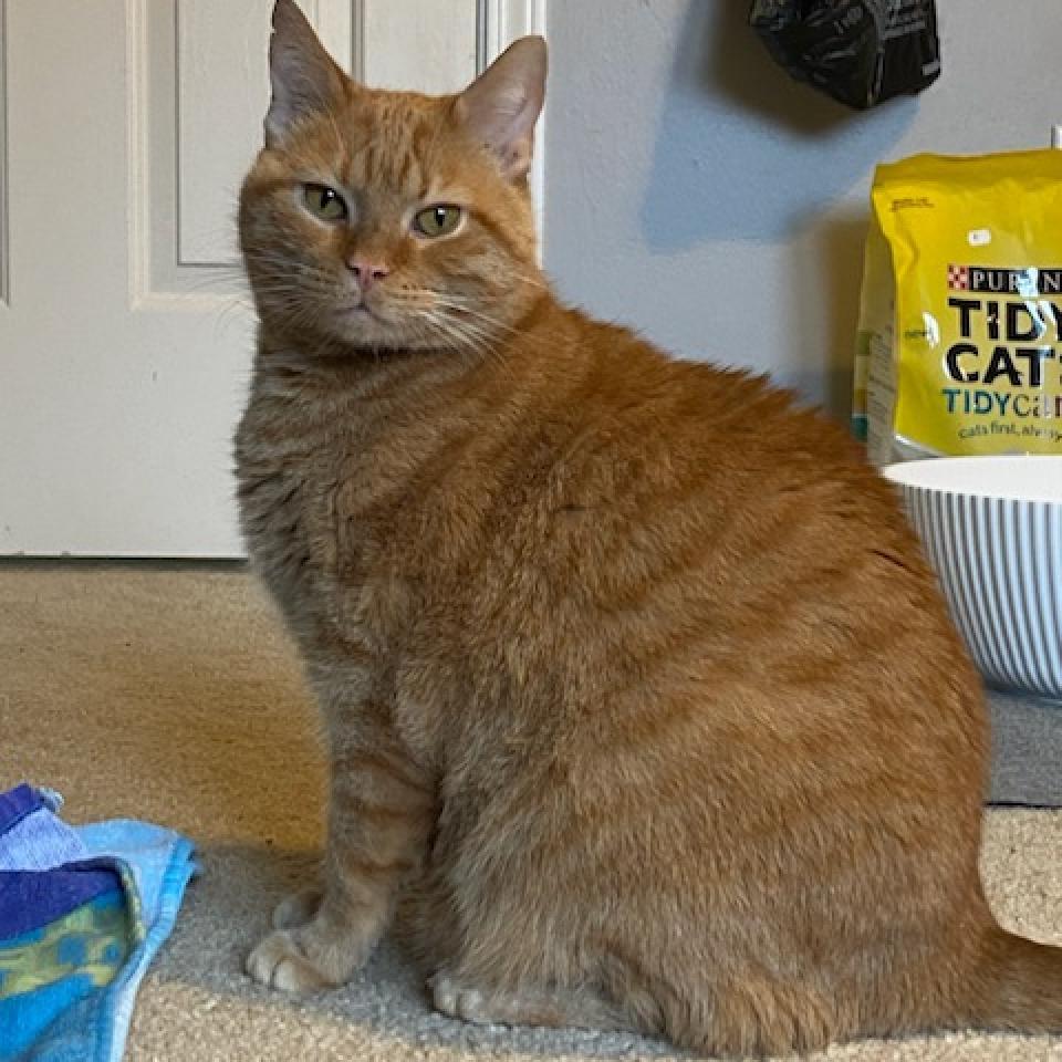 Sunny (FeLV+), Adoptable, Adult Male Domestic Short Hair.