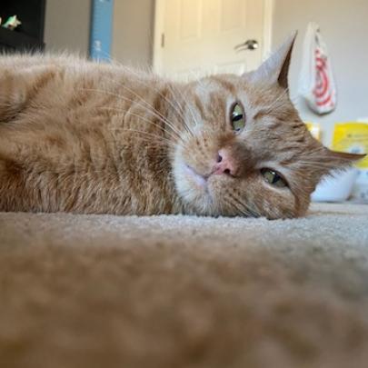 Enlarge Sunny (FeLV+), a Adoptable Domestic Short Hair in Carmel, IN image 2/6