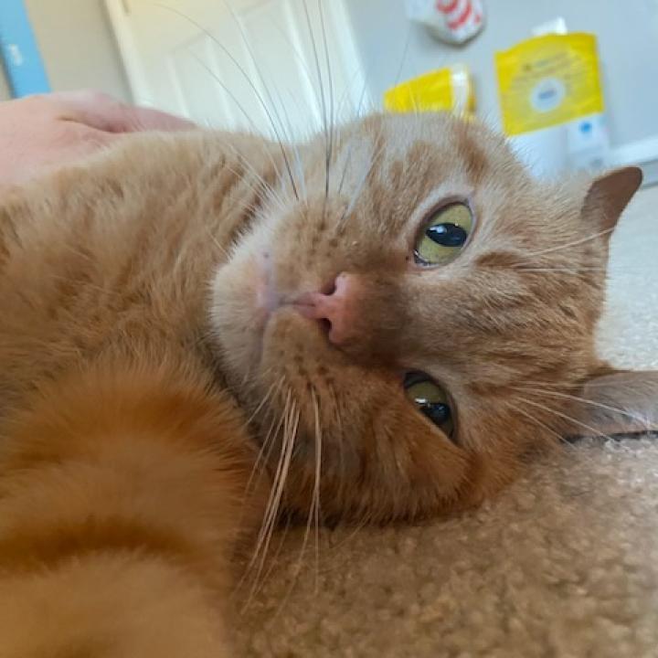 Enlarge Sunny (FeLV+), a Adoptable Domestic Short Hair in Carmel, IN image 3/6