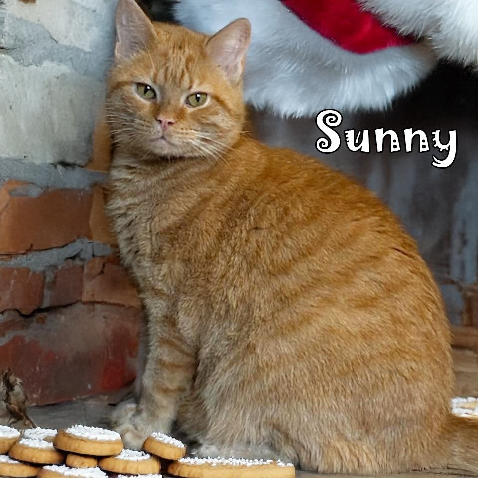 Enlarge Sunny (FeLV+), a Adoptable Domestic Short Hair in Carmel, IN image 4/6