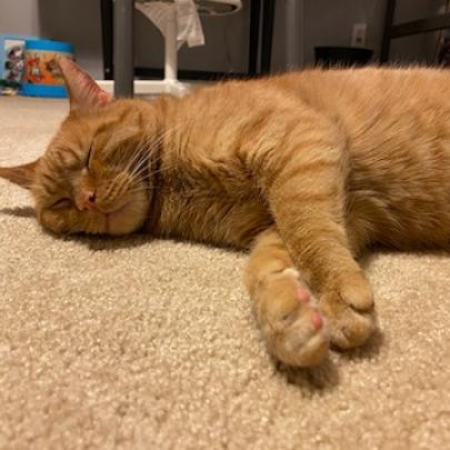 Enlarge Sunny (FeLV+), a Adoptable Domestic Short Hair in Carmel, IN image 5/6