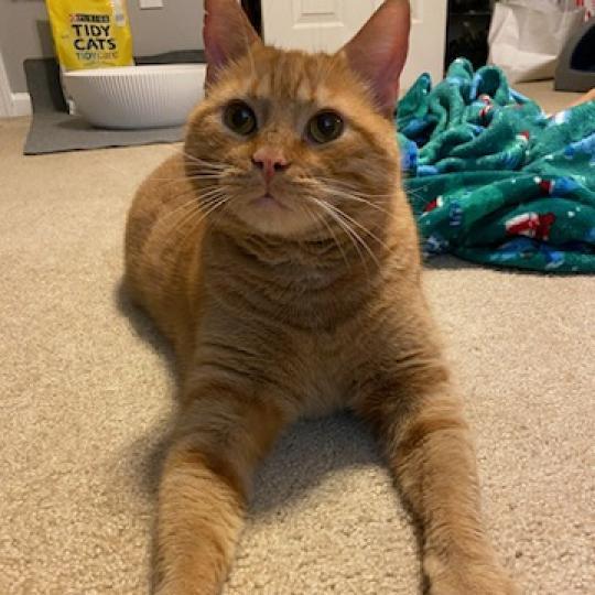 Enlarge Sunny (FeLV+), a Adoptable Domestic Short Hair in Carmel, IN image 6/6