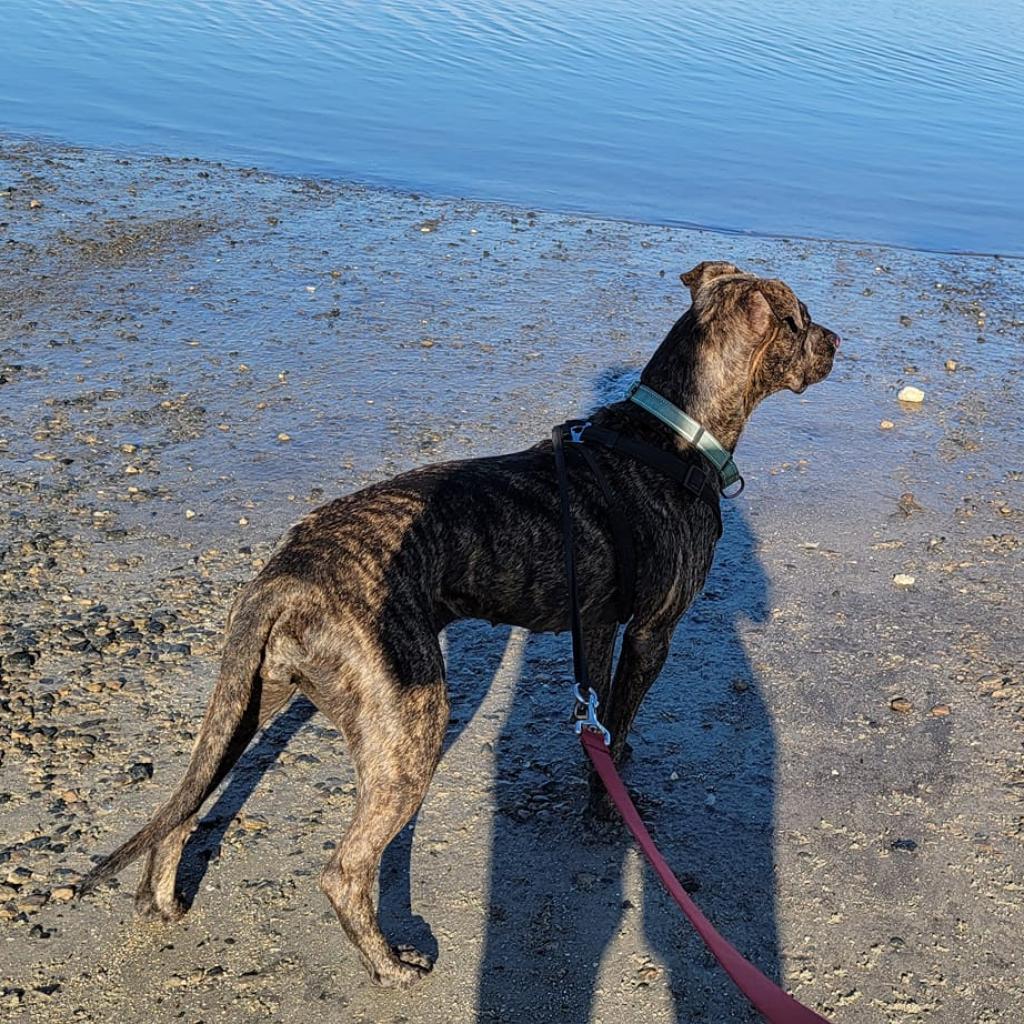 Whiskey, a Adoptable mixed breed in Williston, FL image 4/6