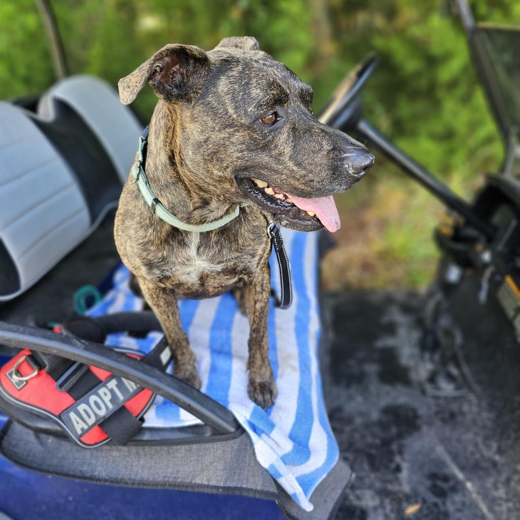 Enlarge Whiskey, a Adoptable mixed breed in Williston, FL image 4/6