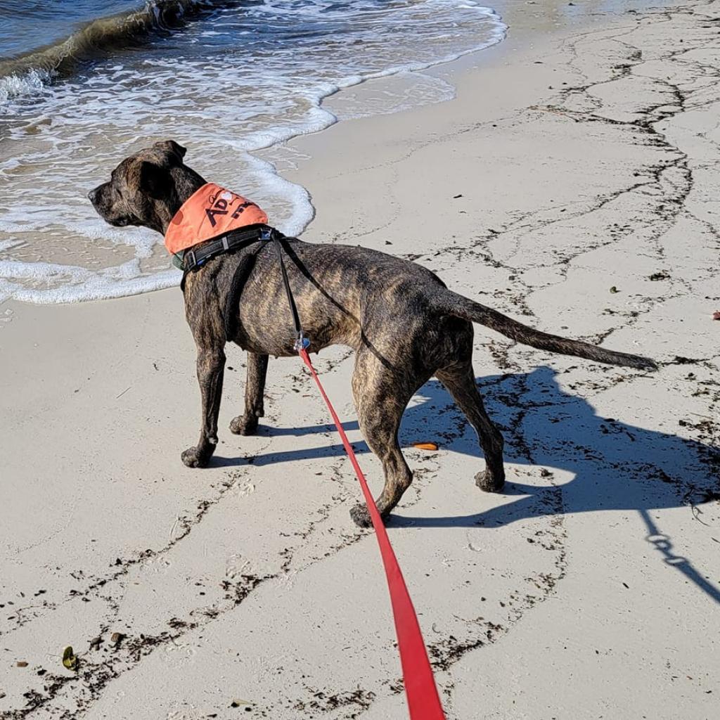 Whiskey, a Adoptable mixed breed in Williston, FL image 5/6