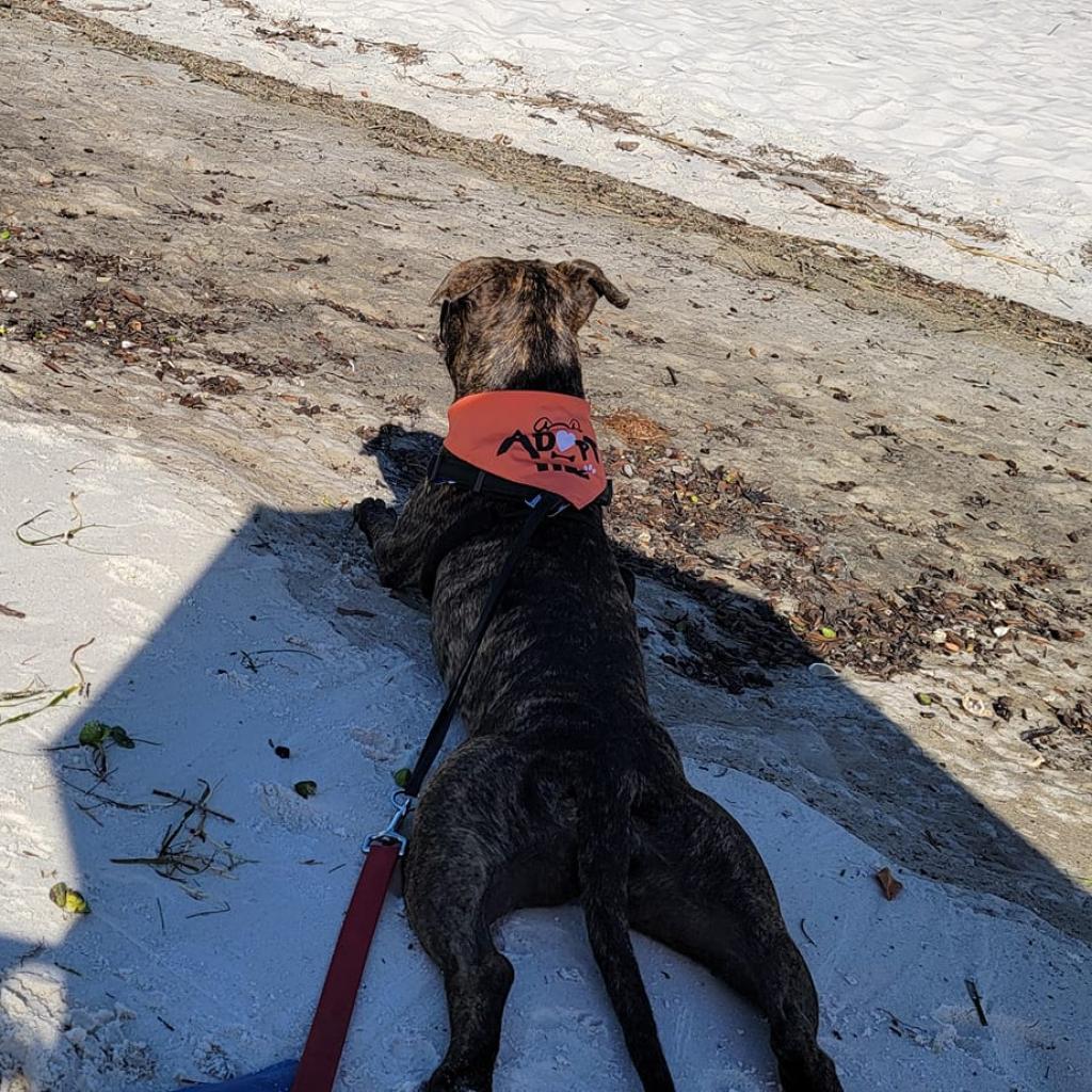 Enlarge Whiskey, a Adoptable mixed breed in Williston, FL image 5/6