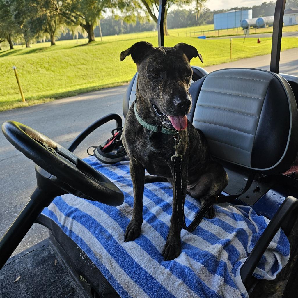 Enlarge Whiskey, a Adoptable mixed breed in Williston, FL image 6/6