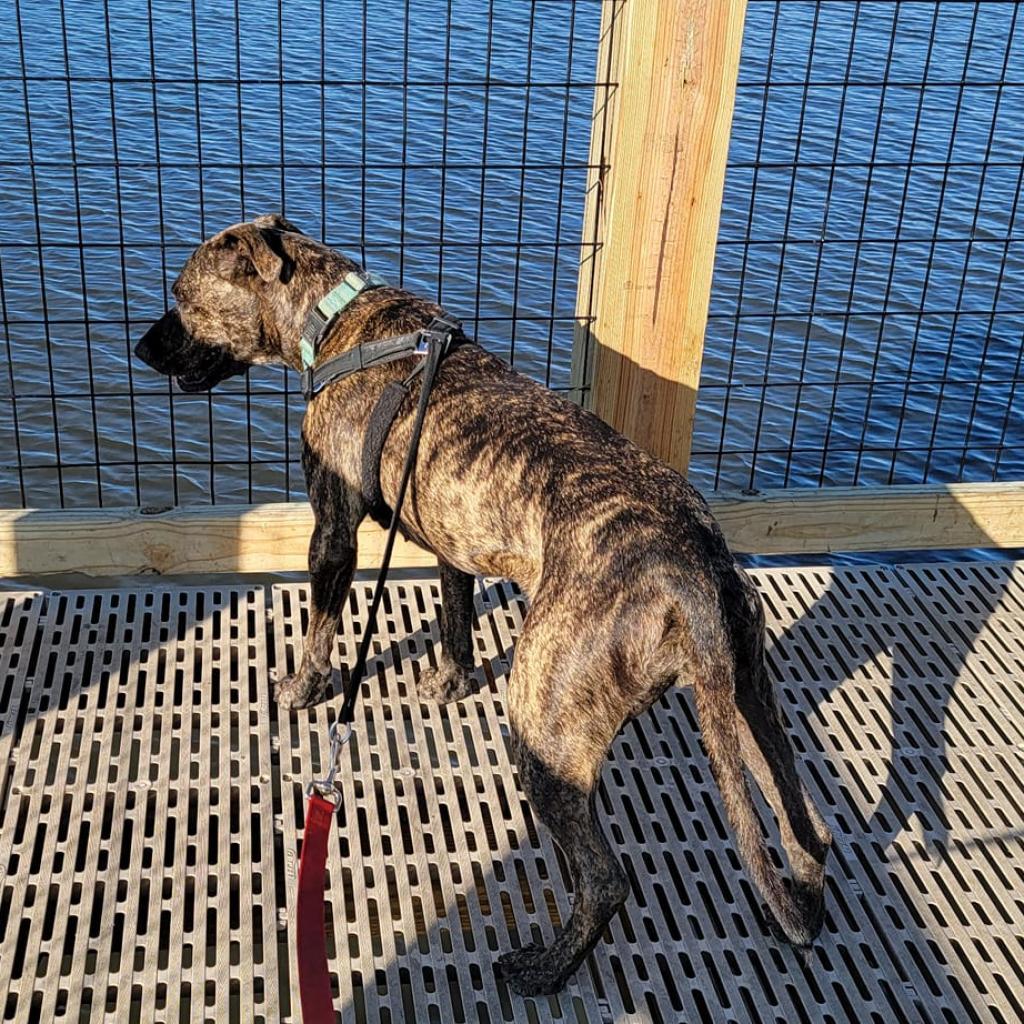 Whiskey, a Adoptable mixed breed in Williston, FL image 6/6