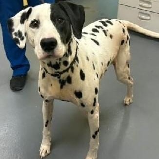 Peppermint Mochawinder  Ga thumbnail 2