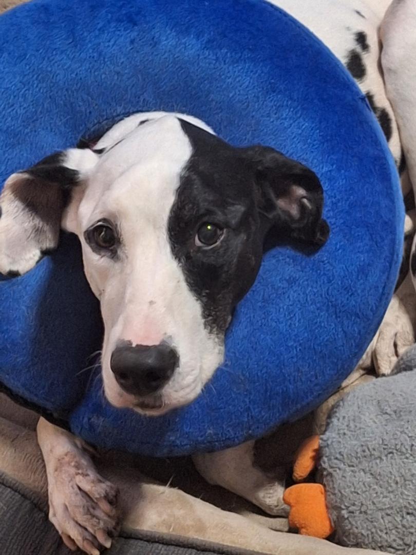 Peppermint Mochawinder  Ga thumbnail 3