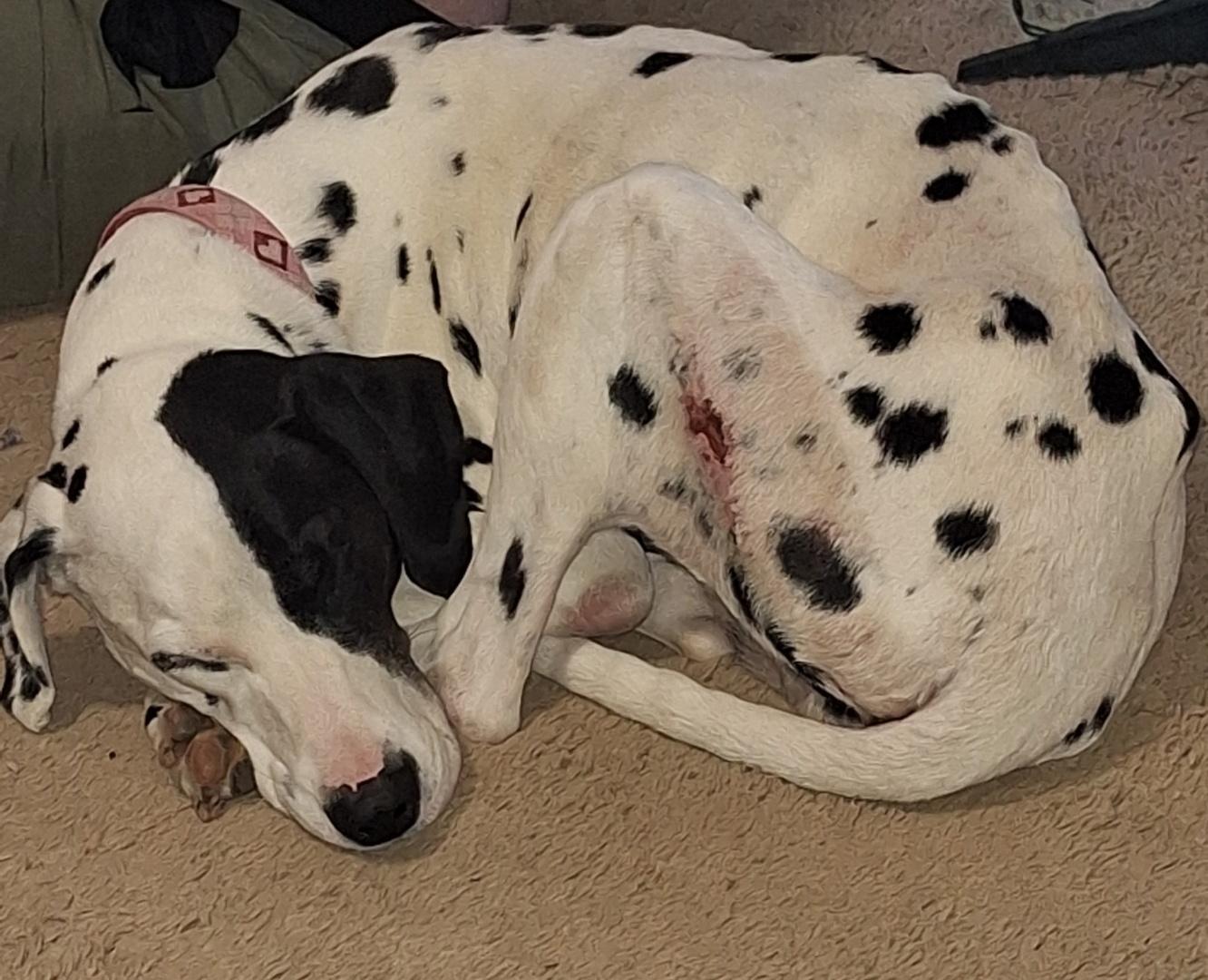 Peppermint Mochawinder  Ga thumbnail 4