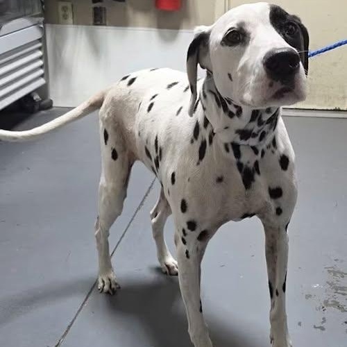 Peppermint Mochawinder  Ga thumbnail 5