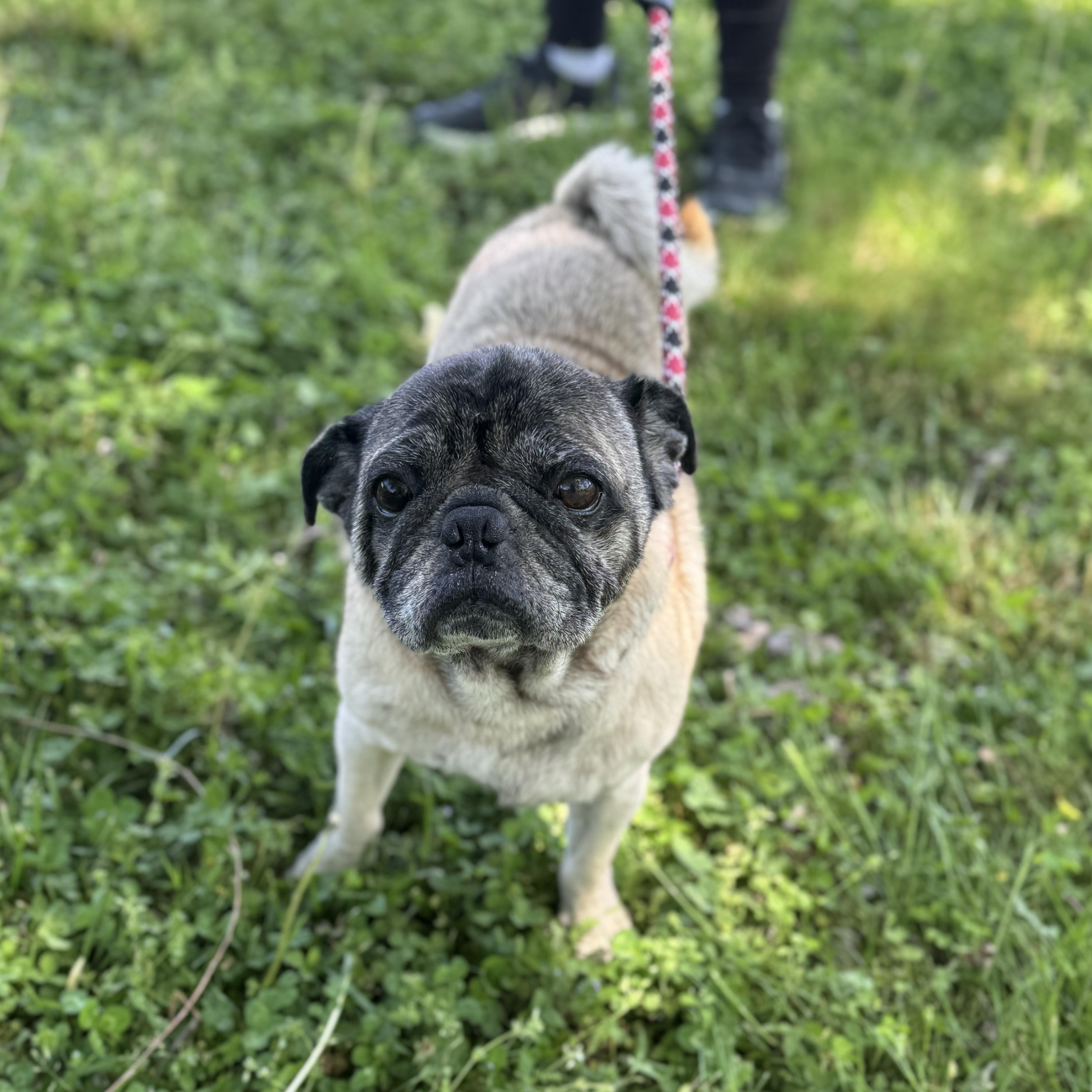 Chip, ADOPTABLE, Adult Male Pug.