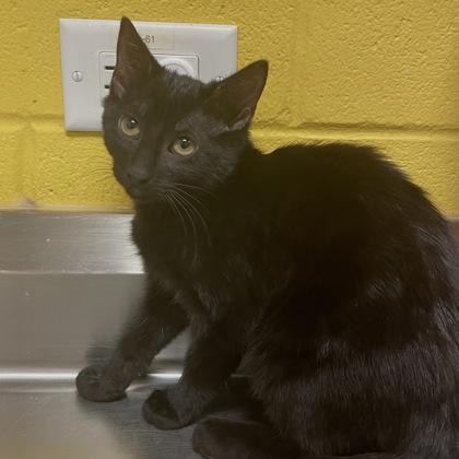 Queenie, a Adoptable mixed breed in Dallas, TX image 1/4