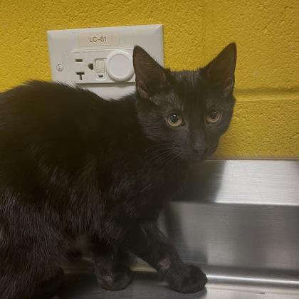 Queenie, a Adoptable mixed breed in Dallas, TX image 2/4