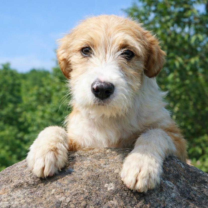CT Ruger, a Adoptable mixed breed in Stormville, NY image 1/4