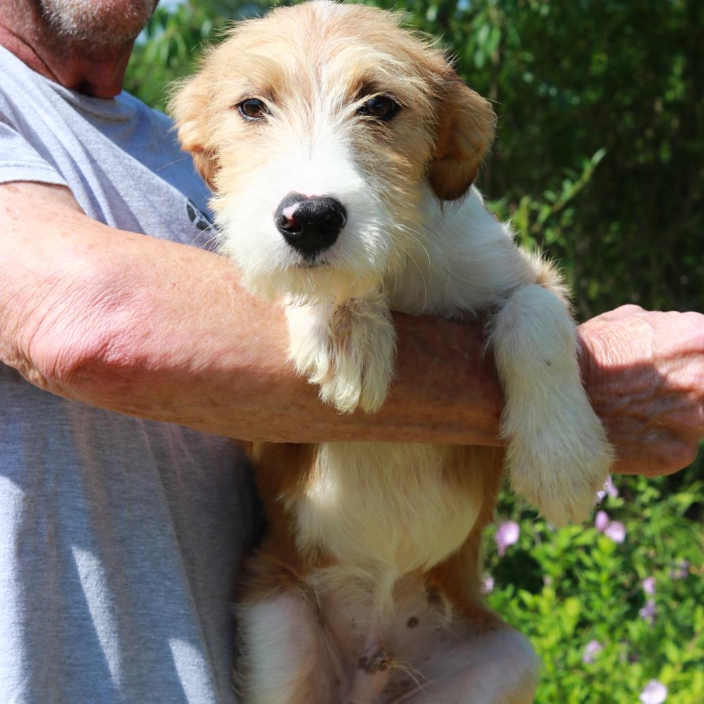 CT Ruger, a Adoptable mixed breed in Stormville, NY image 2/4