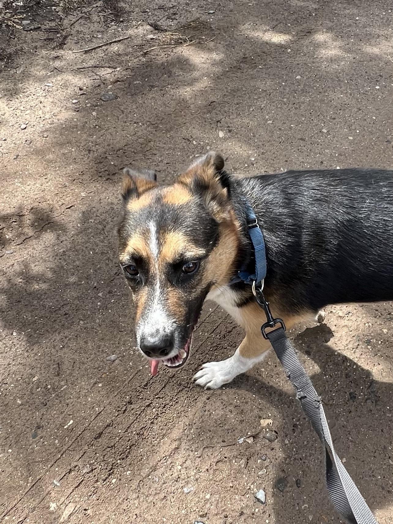 Charlie, a Adoptable mixed breed in Eaton Rapids, MI image 4/5