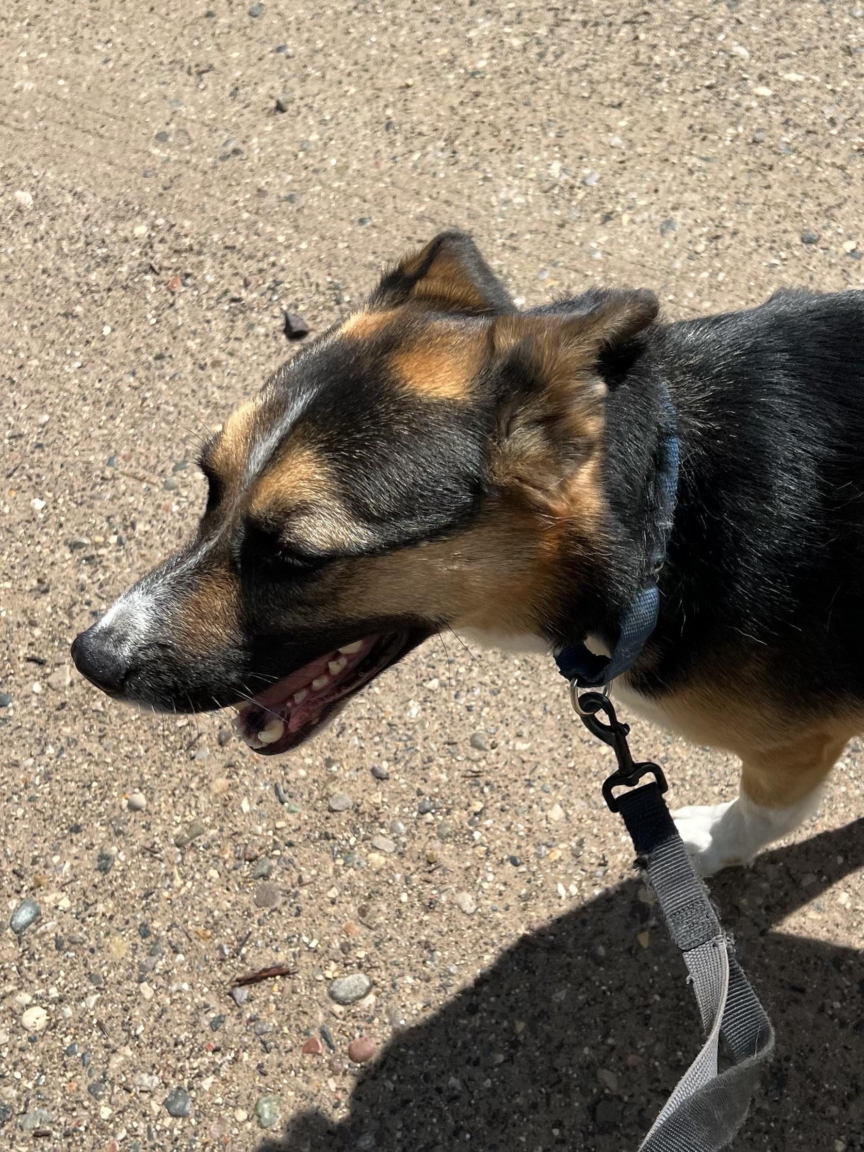 Charlie, a Adoptable mixed breed in Eaton Rapids, MI image 2/5