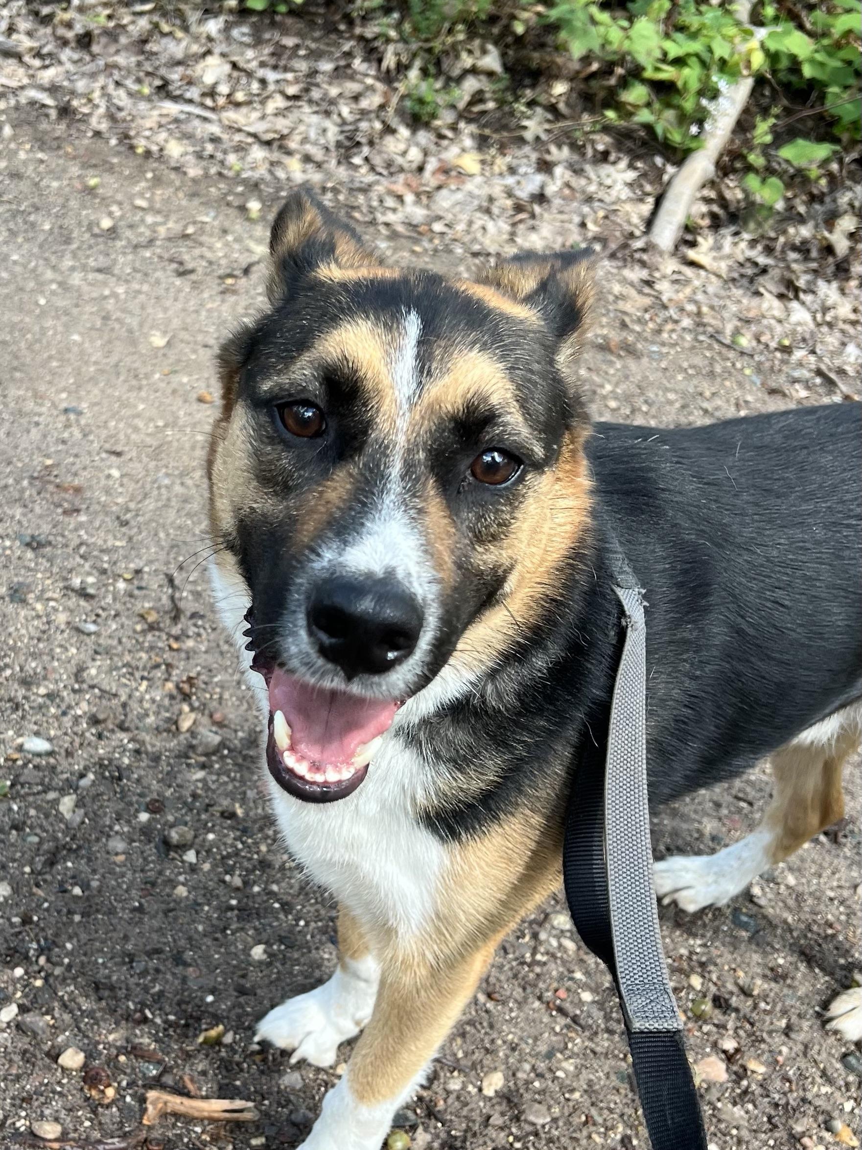 Charlie, Adoptable, Adult Male German Shepherd Dog.