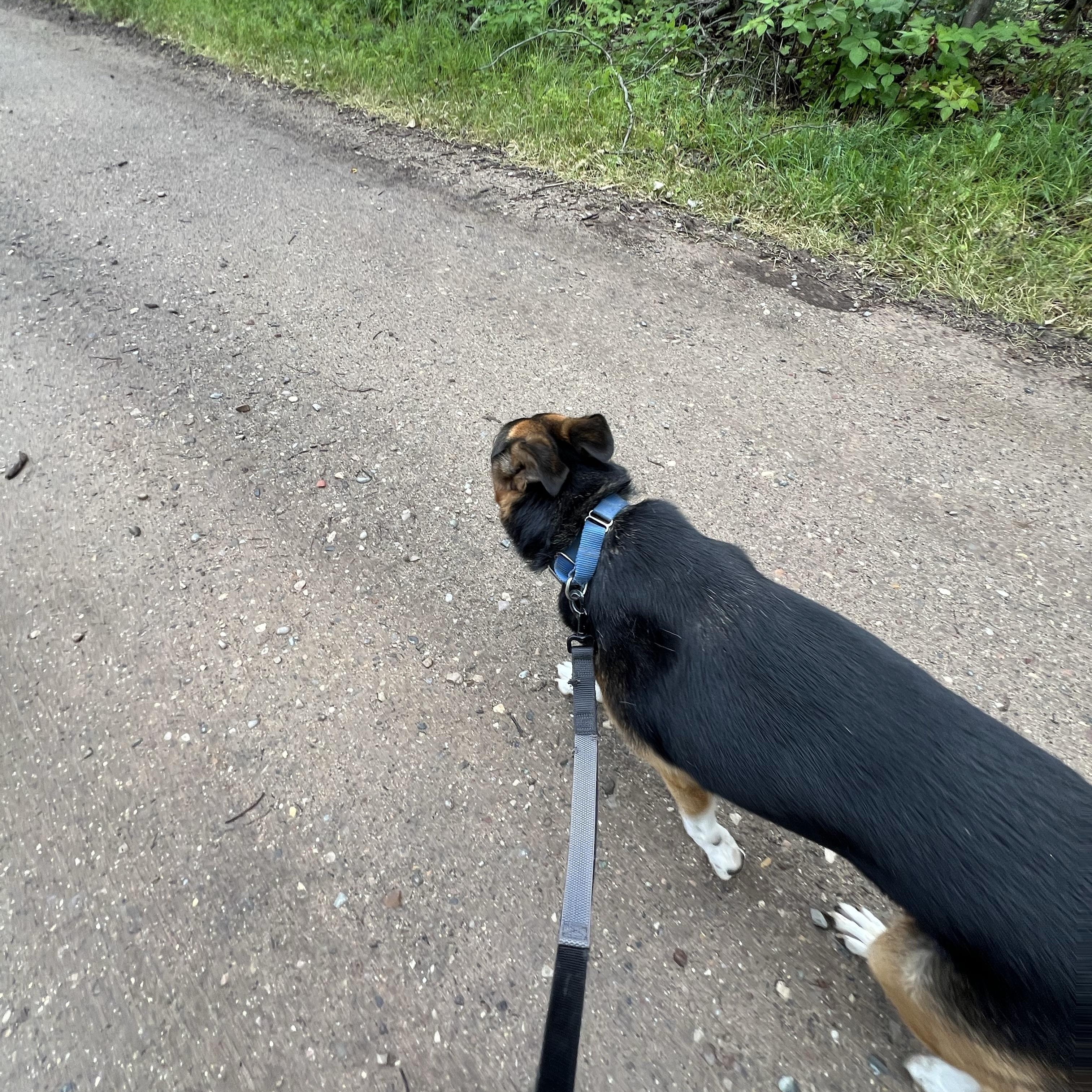 Charlie, a Adoptable mixed breed in Eaton Rapids, MI image 3/5
