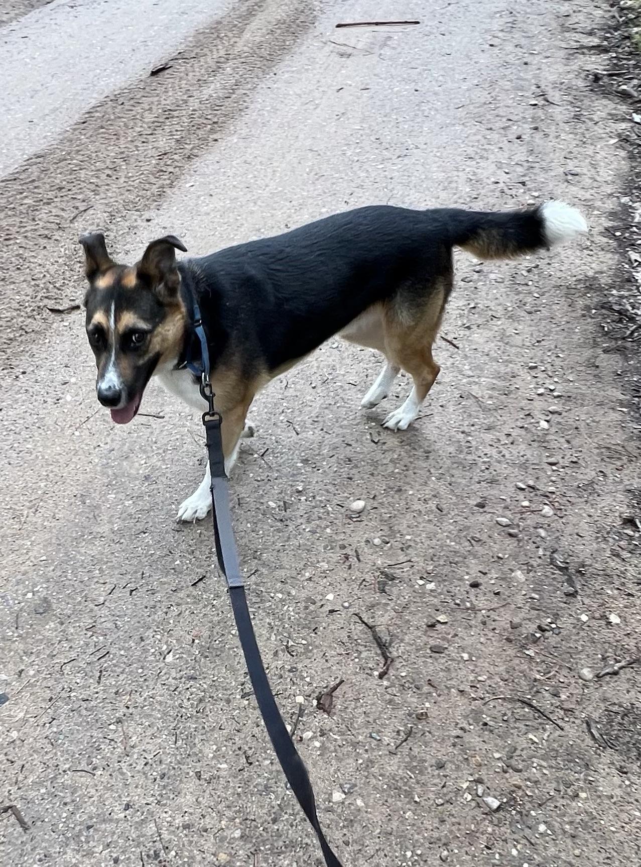 Charlie, a Adoptable mixed breed in Eaton Rapids, MI image 5/5