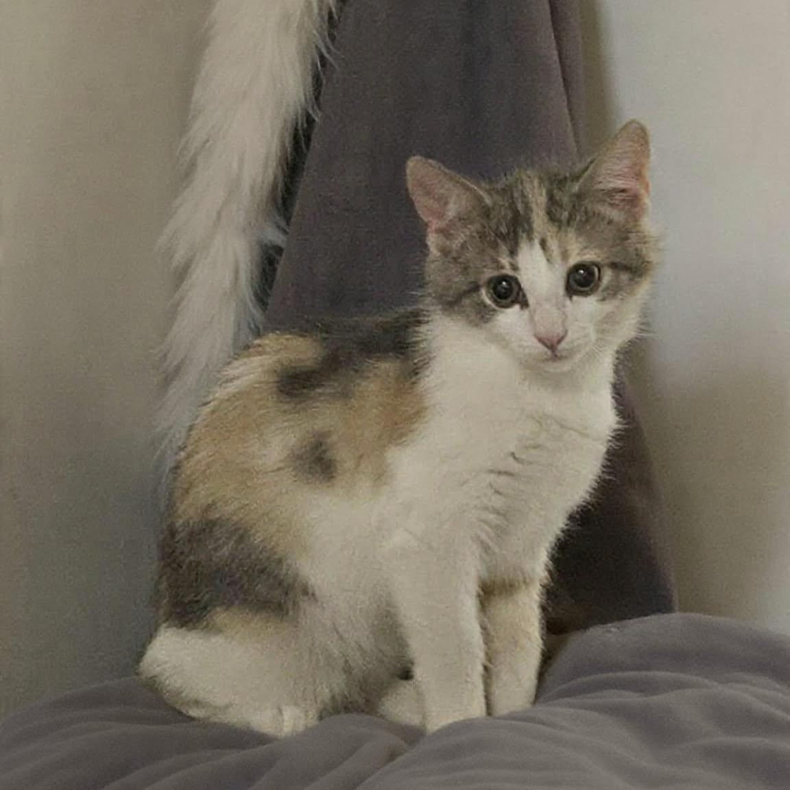 MELIKA, adopted, Kitten Female Domestic Short Hair.
