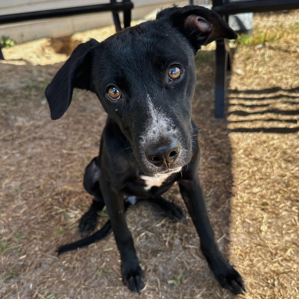 Shyla-Bones, Adoptable, Young Male Hound.