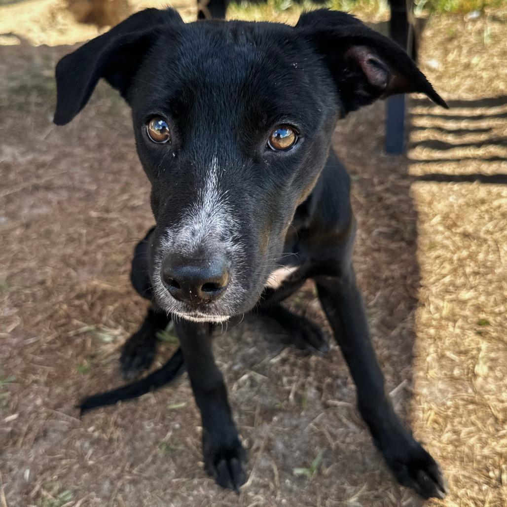 Shyla-Bones, a Adoptable Hound in Valdosta , GA image 2/2