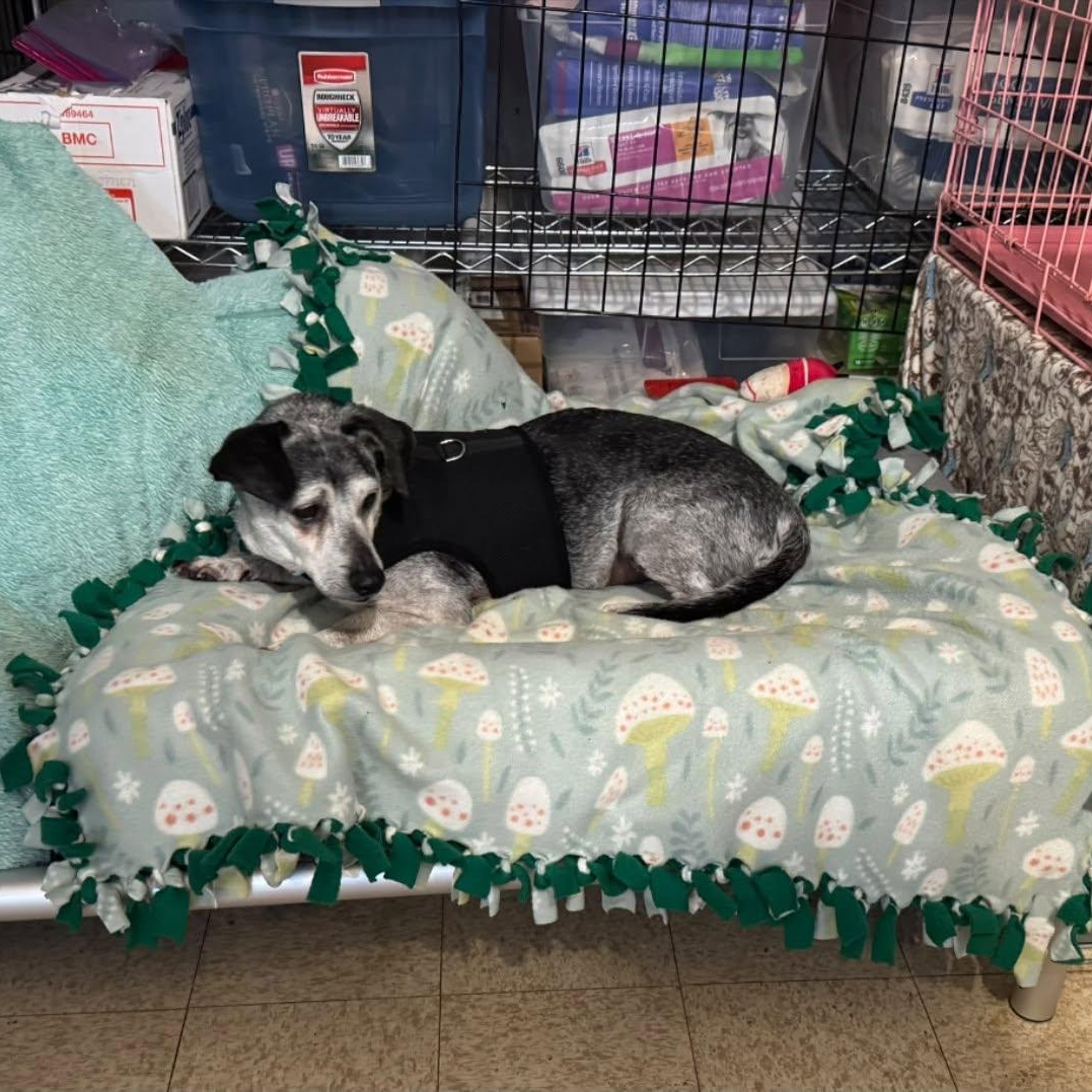 Enlarge Duke, a Adoptable mixed breed in Rockville, MD image 4/5